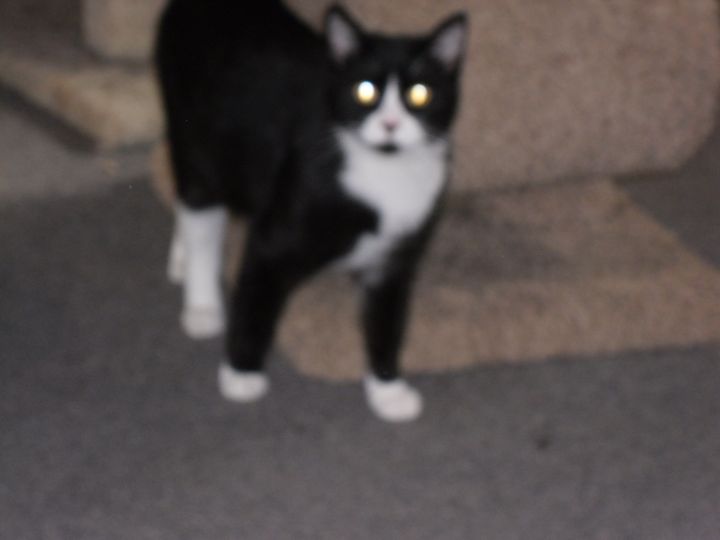 Cat For Adoption Munchkin A Fine Tuxedo Cat A Domestic Short