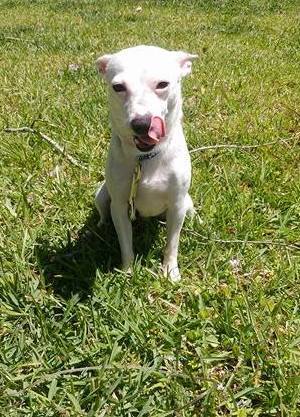 Dog for adoption - Snowman, a Chihuahua Mix in Baton Rouge ...