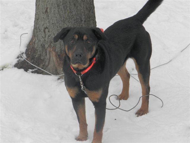 Hank, an adoptable Rottweiler, German Shepherd Dog in Jefferson, OH, 44047 | Photo Image 1