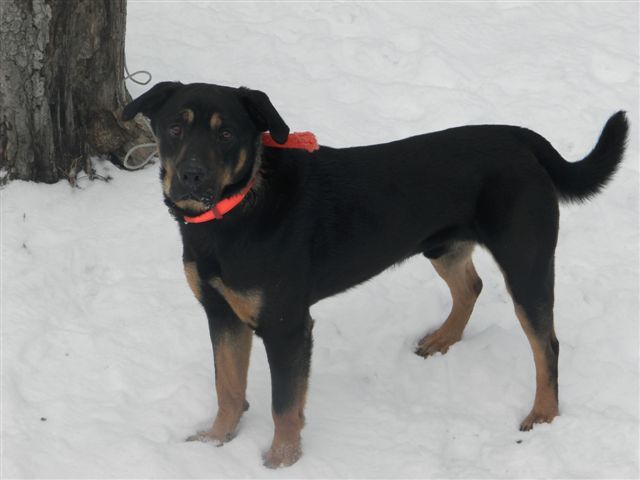 Hank, an adoptable Rottweiler, German Shepherd Dog in Jefferson, OH, 44047 | Photo Image 2