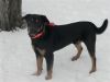 Hank photo 2