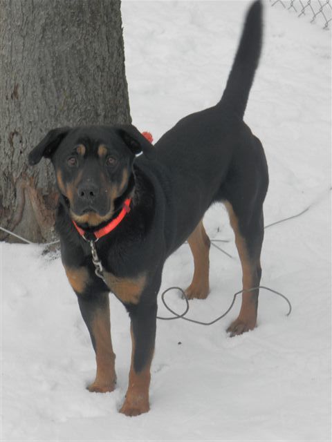 Hank, an adoptable Rottweiler, German Shepherd Dog in Jefferson, OH, 44047 | Photo Image 3
