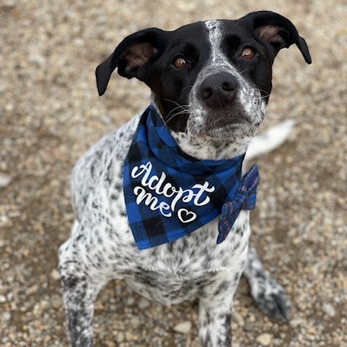 Sparky, an adoptable Australian Cattle Dog / Blue Heeler, Pit Bull Terrier in Centralia, IL, 62801 | Photo Image 1