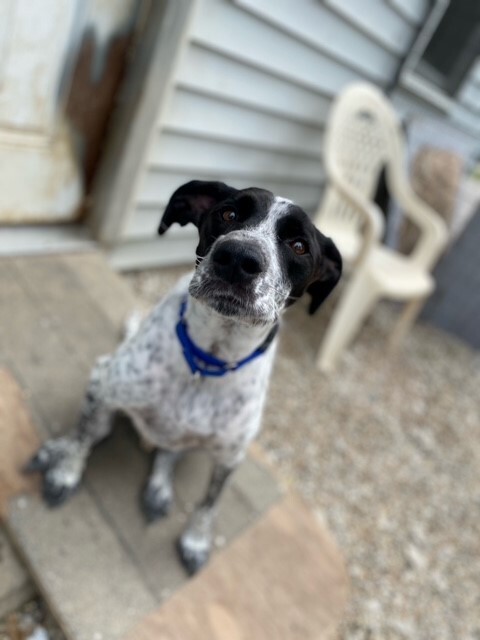 Sparky, an adoptable Australian Cattle Dog / Blue Heeler, Pit Bull Terrier in Centralia, IL, 62801 | Photo Image 4