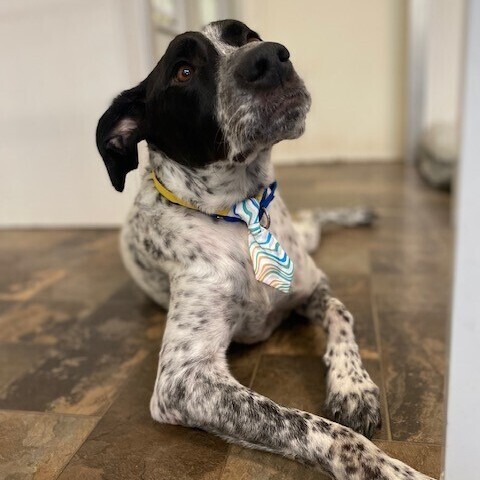 Sparky, an adoptable Australian Cattle Dog / Blue Heeler, Pit Bull Terrier in Centralia, IL, 62801 | Photo Image 5