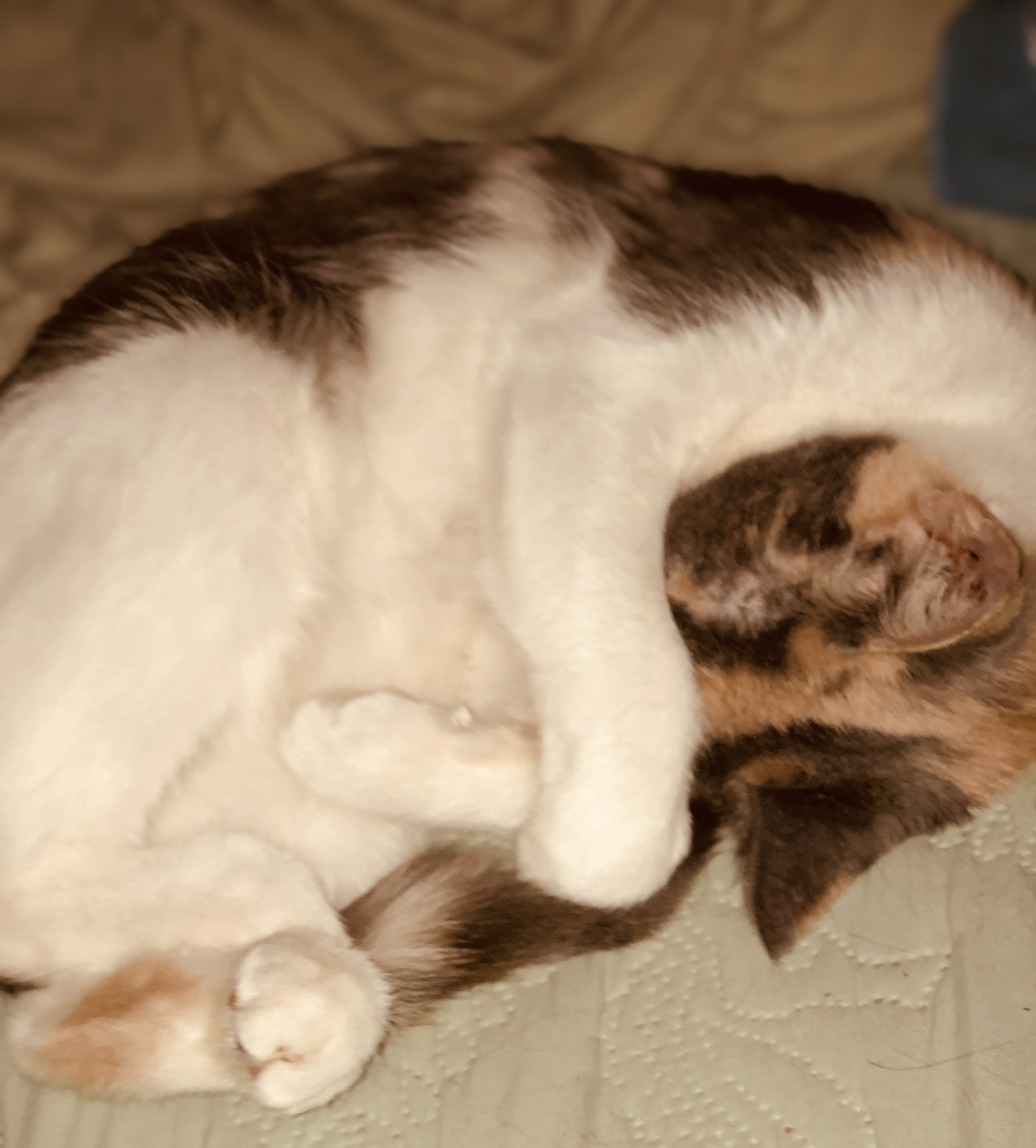 Phoebe, an adoptable Calico, Domestic Short Hair in Dearborn, MO, 64439 | Photo Image 3