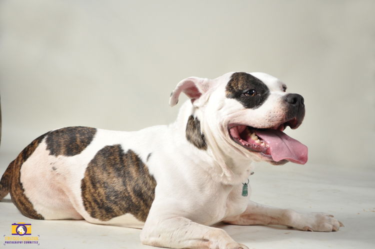 Sally, an adoptable American Staffordshire Terrier in Memphis, TN, 38103 | Photo Image 2