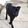 Milo photo 6