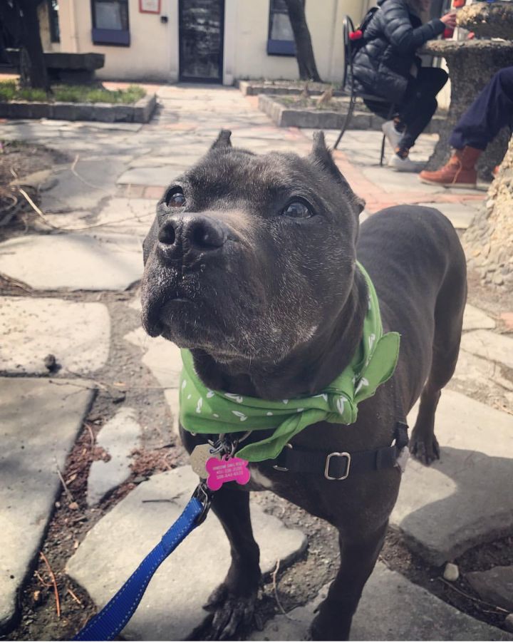 Powder Puff, an adopted Pit Bull Terrier Mix in Providence, RI_image-1