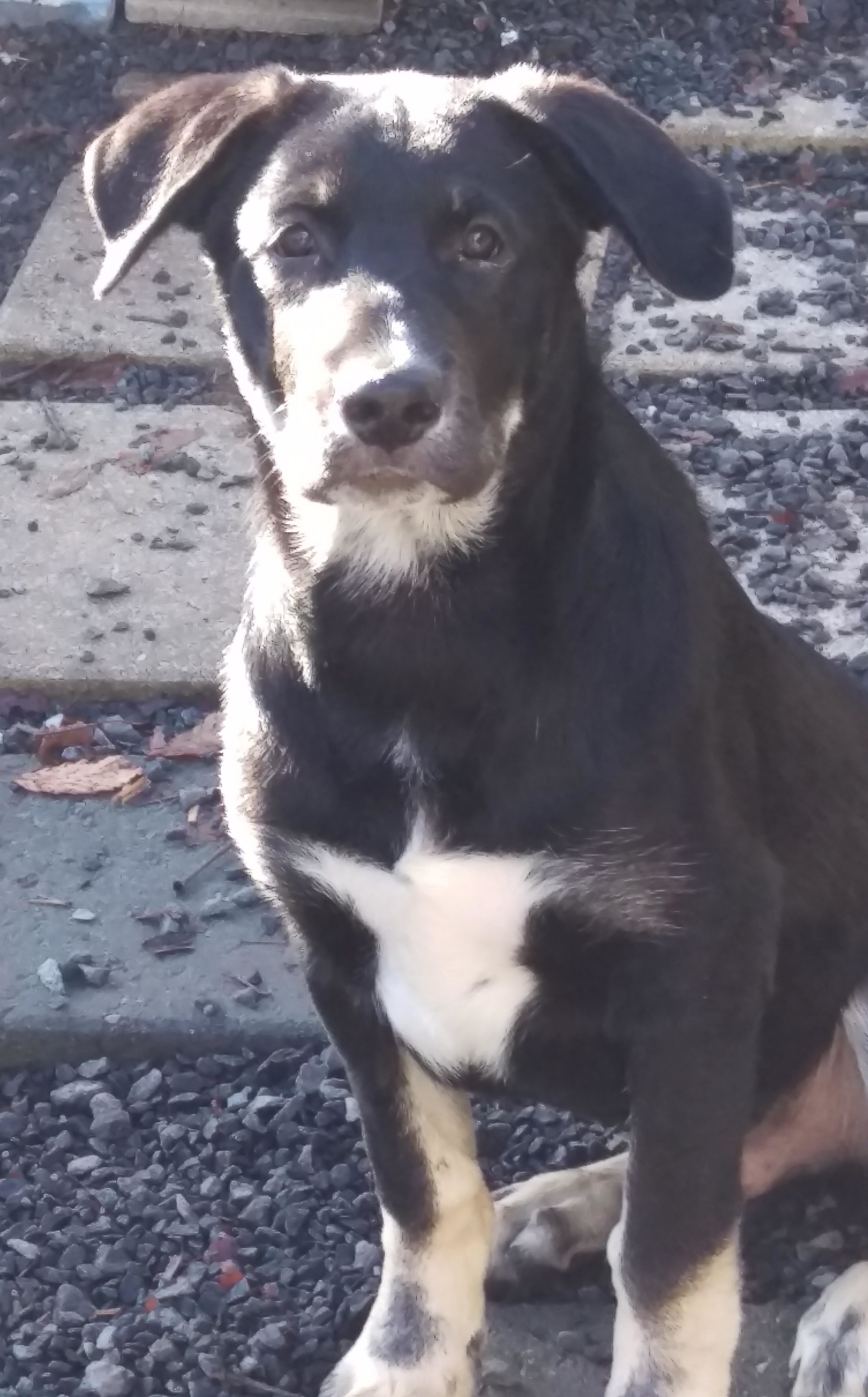Dunston, an adoptable German Shepherd Dog in Pineville, NC, 28134 | Photo Image 2