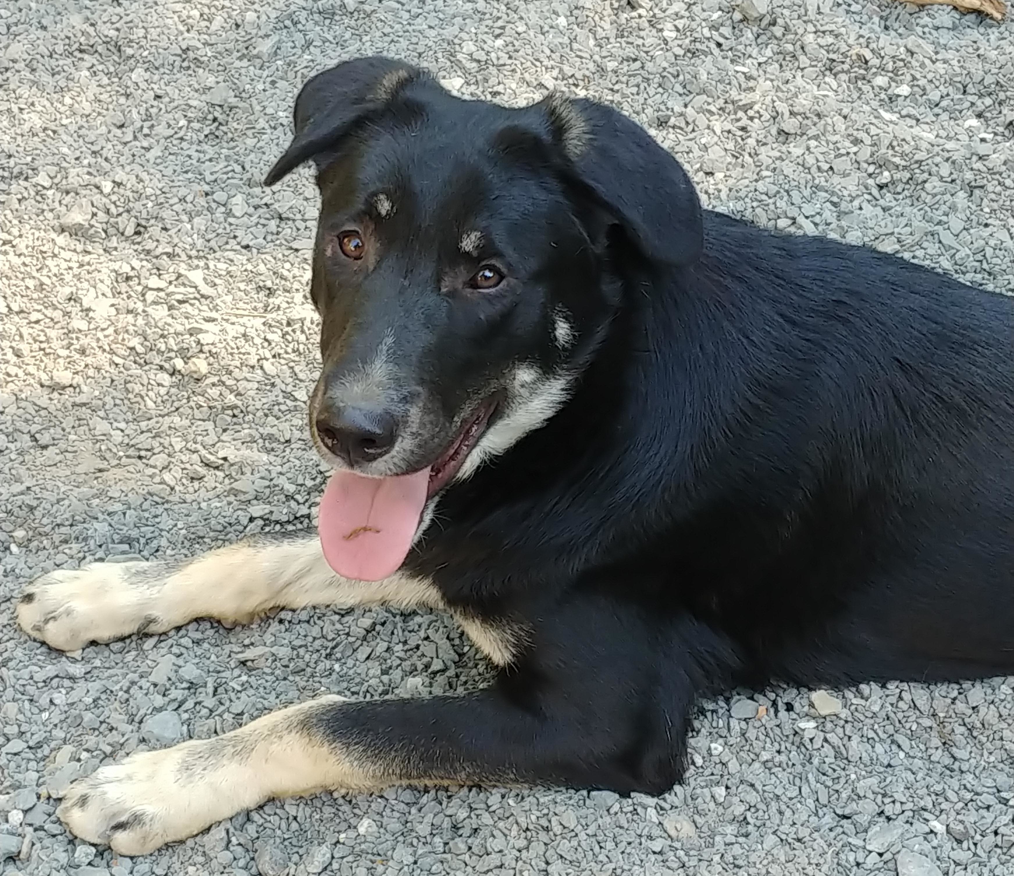 Dunston, an adoptable German Shepherd Dog in Pineville, NC, 28134 | Photo Image 1