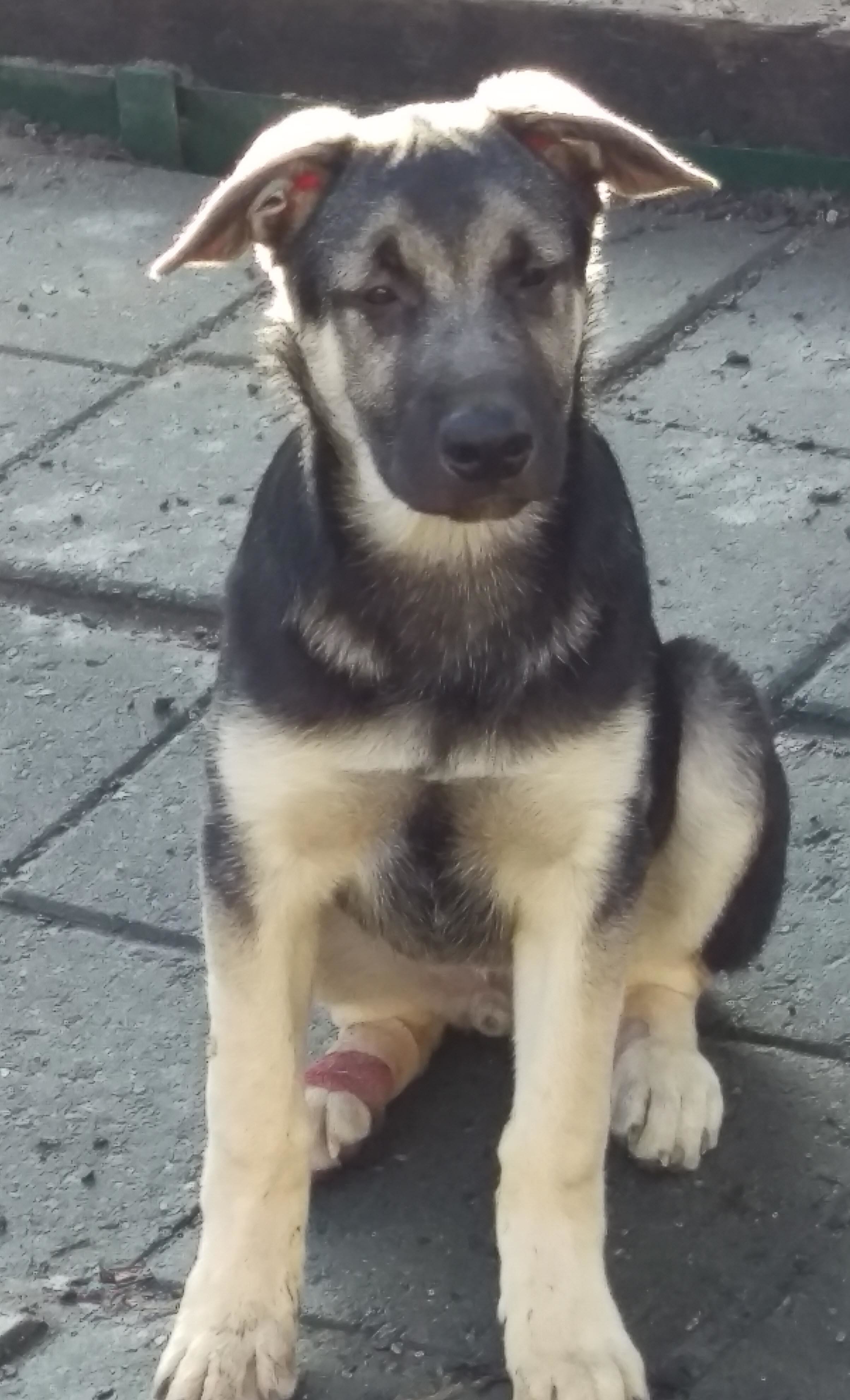 Grannenie, an adoptable German Shepherd Dog in Pineville, NC, 28134 | Photo Image 2