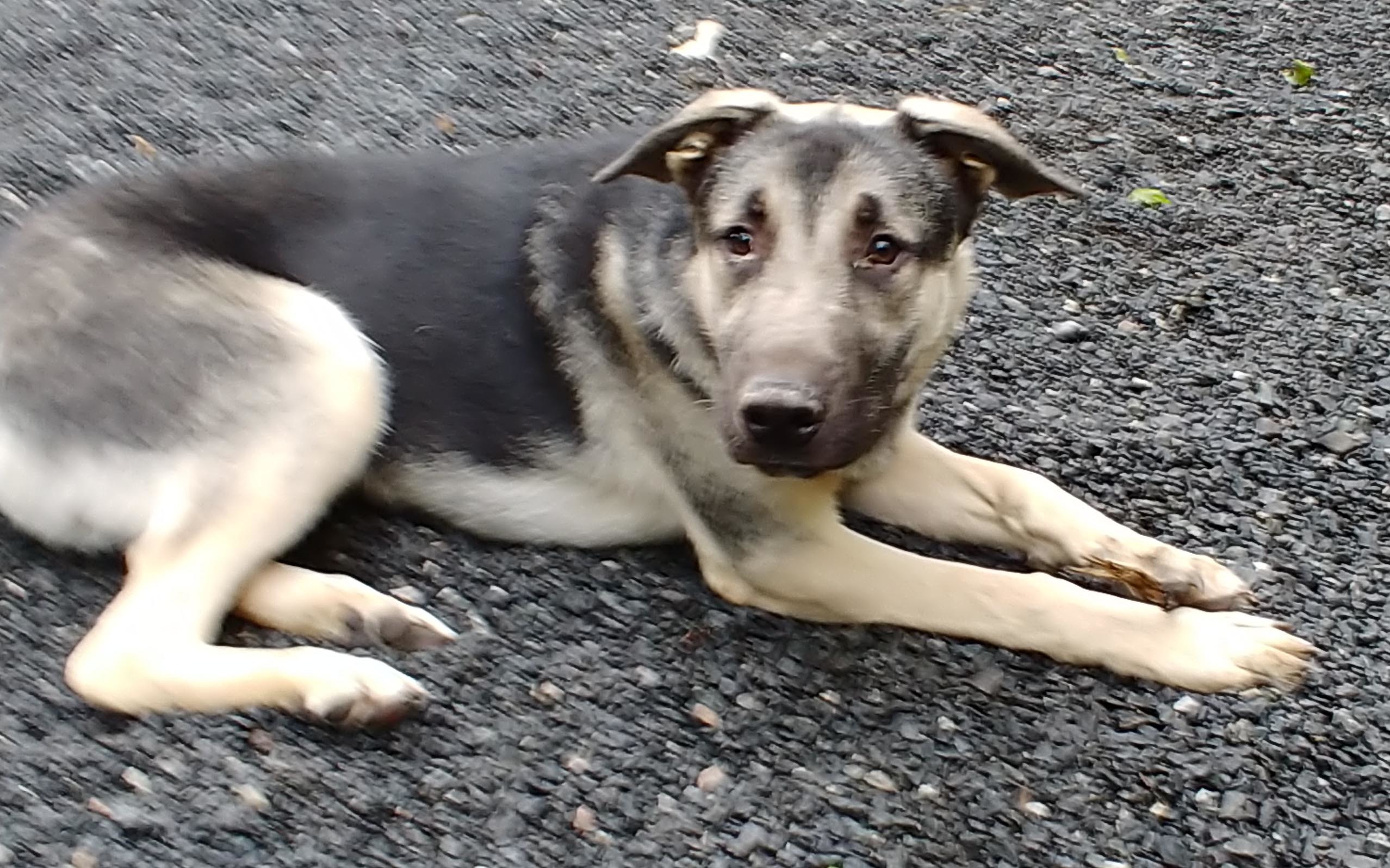 Grannenie, an adoptable German Shepherd Dog in Pineville, NC, 28134 | Photo Image 3