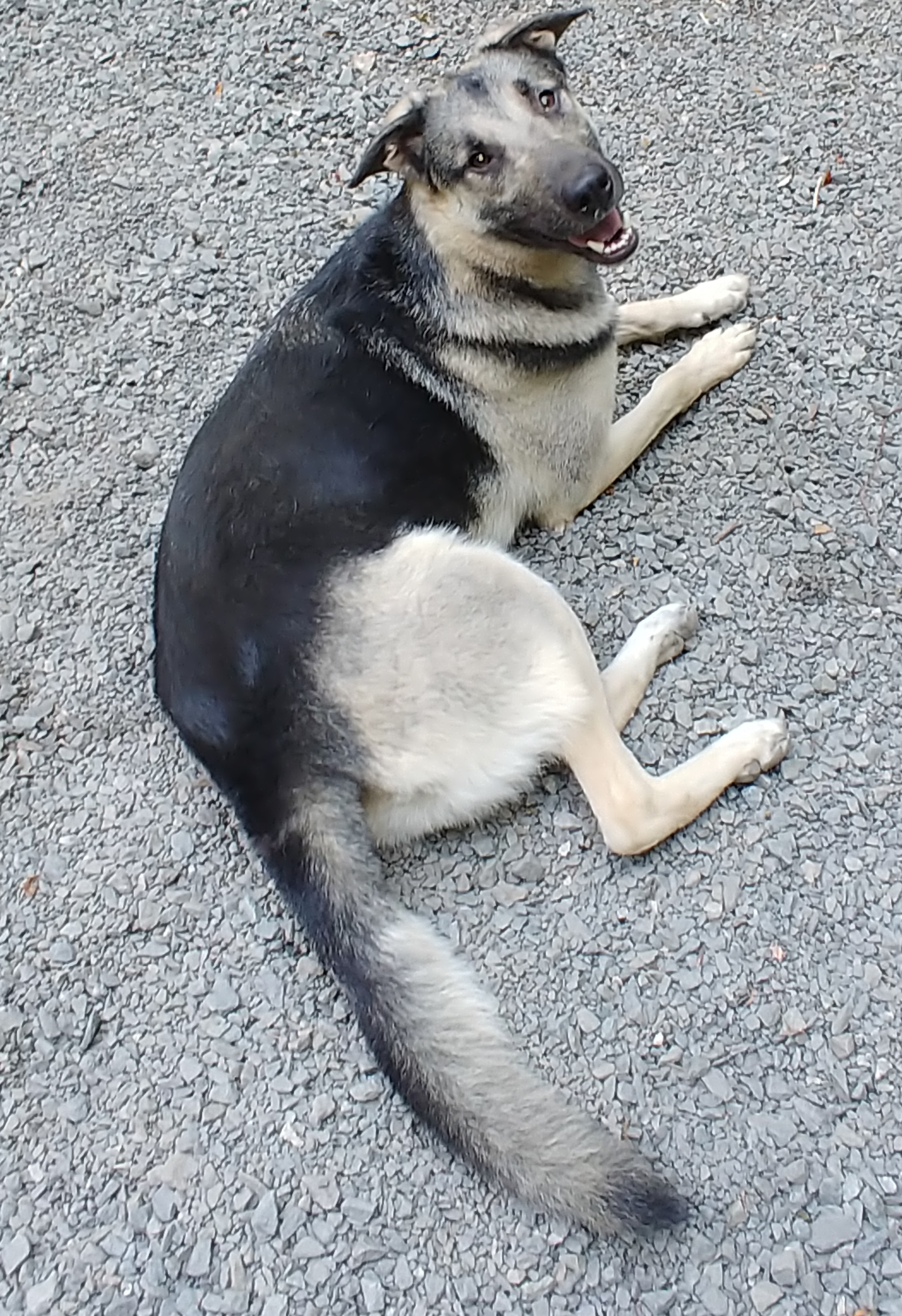 Grannenie, an adoptable German Shepherd Dog in Pineville, NC, 28134 | Photo Image 1