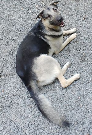 Grannenie, Adult Male unknown