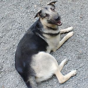 Dogs For Adoption Near Pineville Nc Petfinder