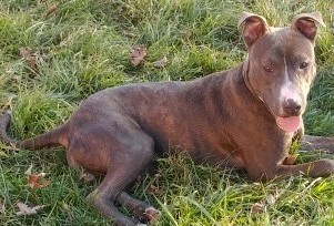 Skye, an adoptable American Staffordshire Terrier in Oberlin, OH, 44074 | Photo Image 2