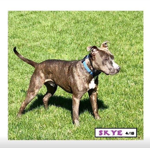 Skye, an adoptable American Staffordshire Terrier in Oberlin, OH, 44074 | Photo Image 4