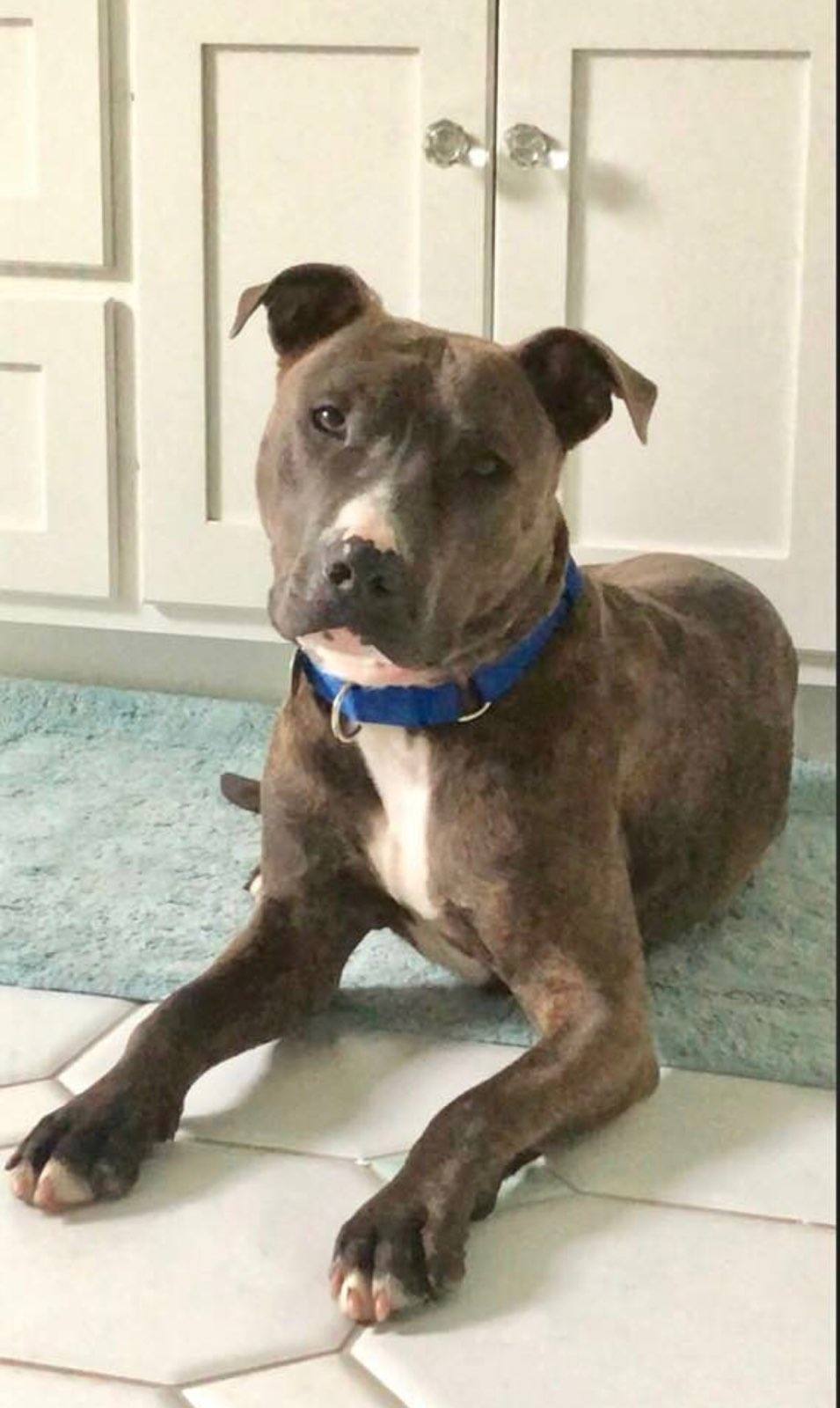 Skye, an adoptable American Staffordshire Terrier in Oberlin, OH, 44074 | Photo Image 1