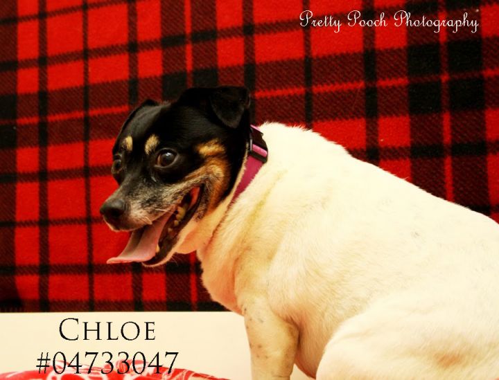 Chloe - ID4733047 1