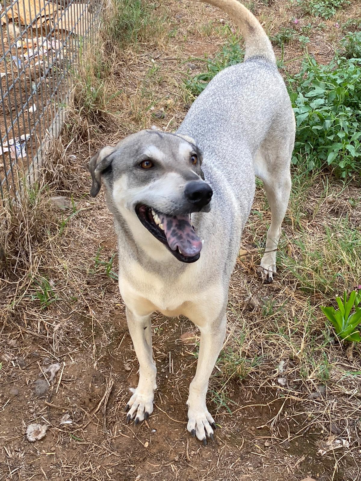 Ghandi, an adoptable Siberian Husky in Bigfoot, TX, 78005 | Photo Image 1