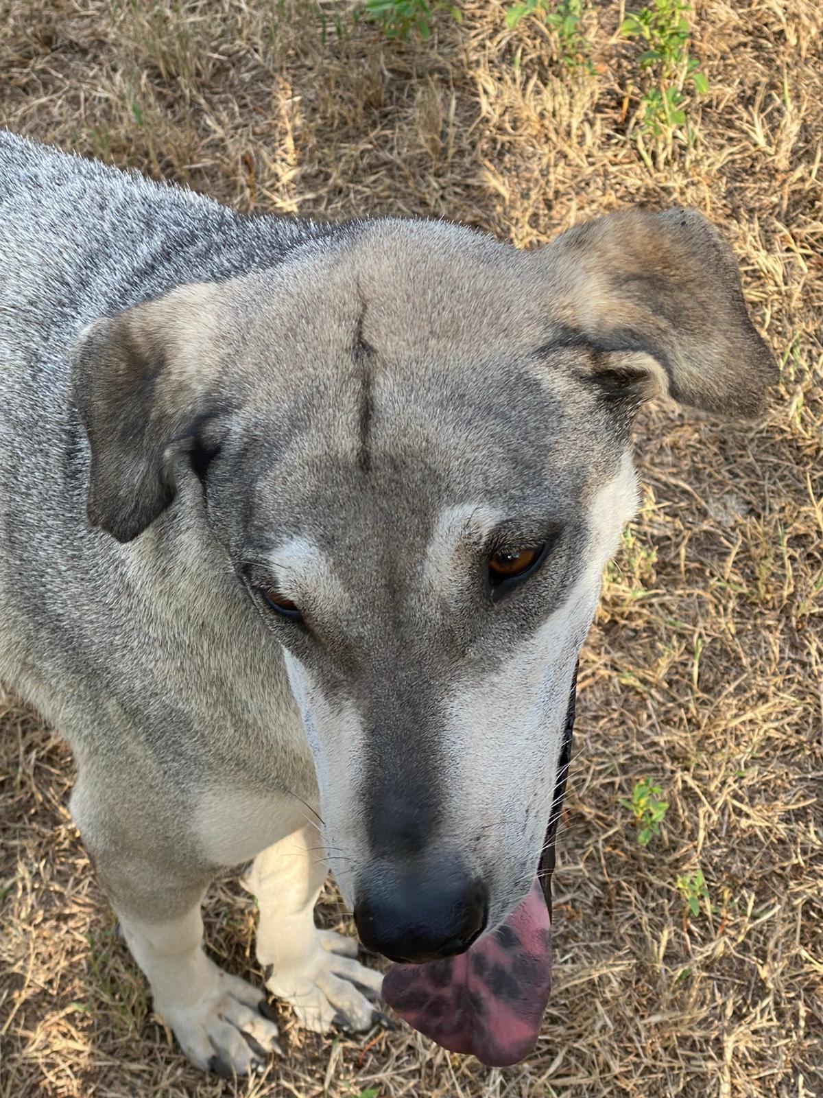 Ghandi, an adoptable Siberian Husky in Bigfoot, TX, 78005 | Photo Image 5