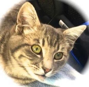 Fremont must have strayed from his home or been abandoned maybe left behind whe