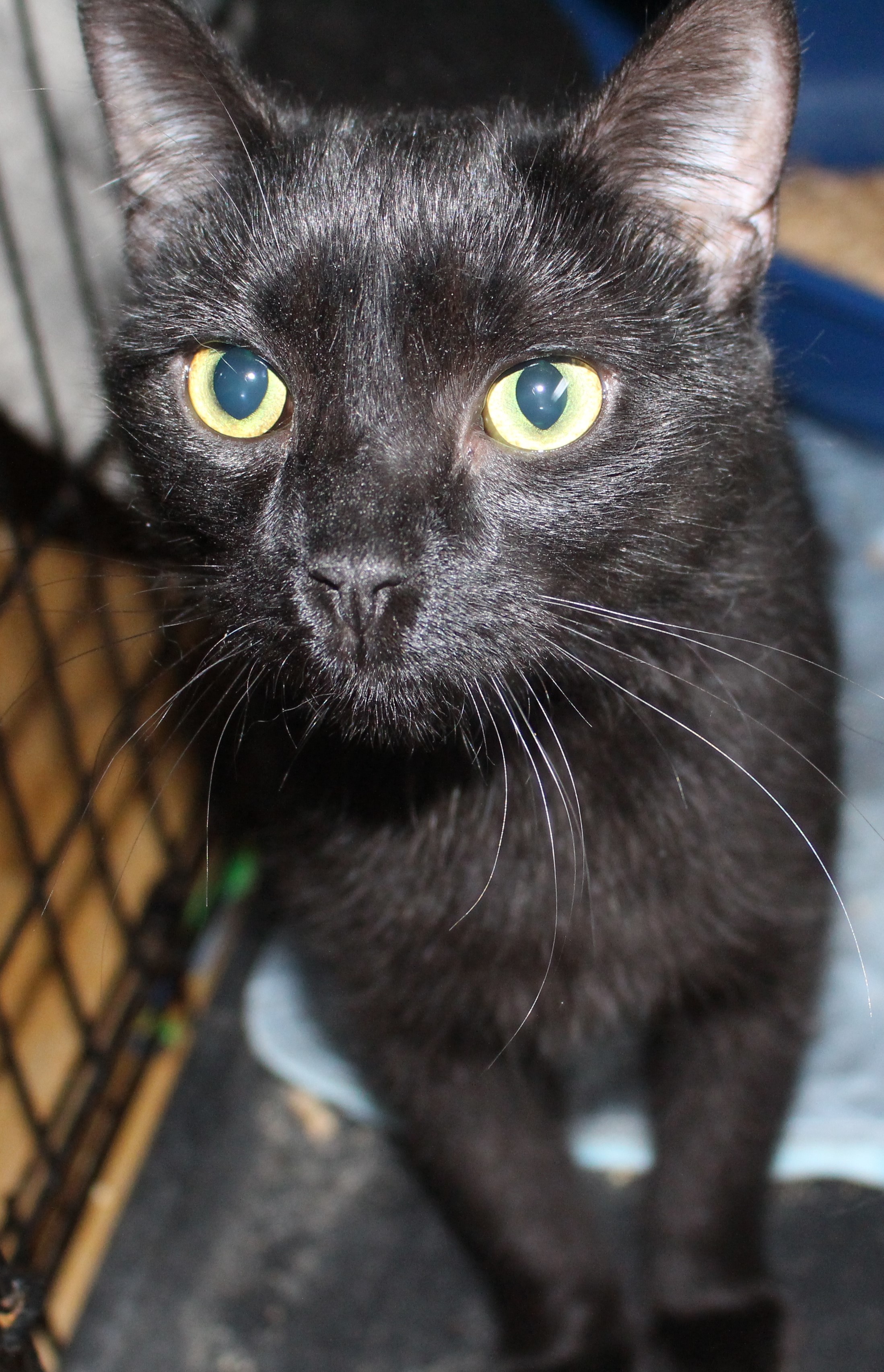 Eliza, an adoptable Domestic Short Hair, American Shorthair in Stahlstown, PA, 15687 | Photo Image 3