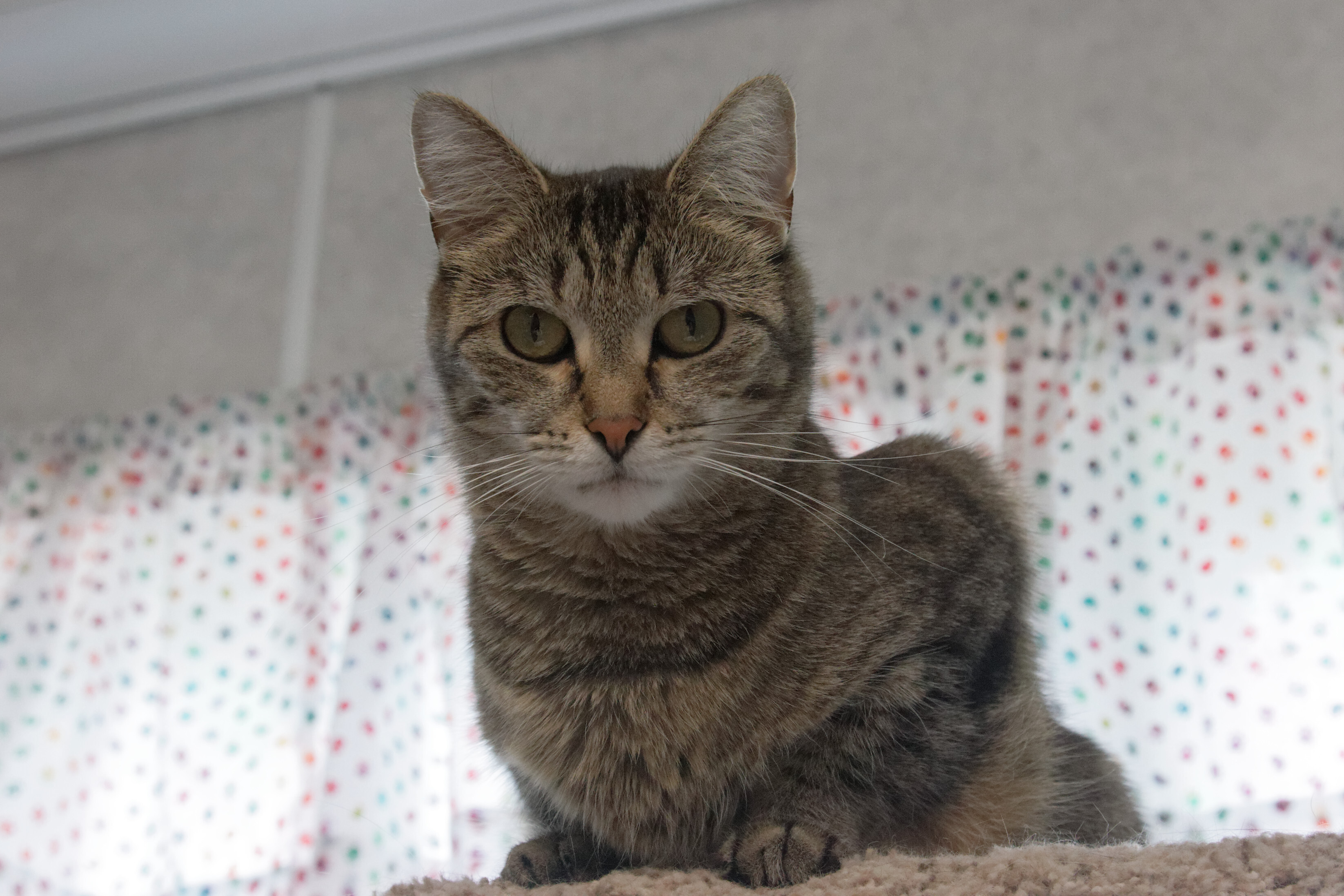 Chaz, an adoptable Domestic Short Hair, Tiger in Urbana, OH, 43078 | Photo Image 2