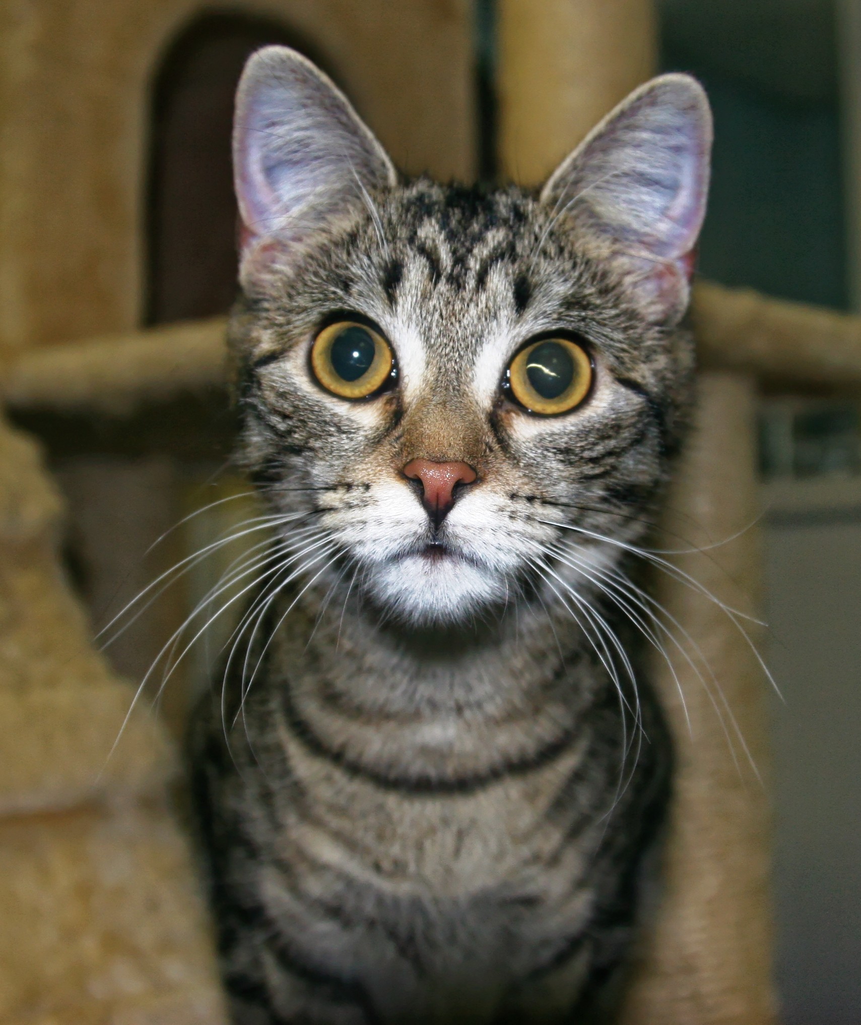 Chaz, an adoptable Domestic Short Hair, Tiger in Urbana, OH, 43078 | Photo Image 3