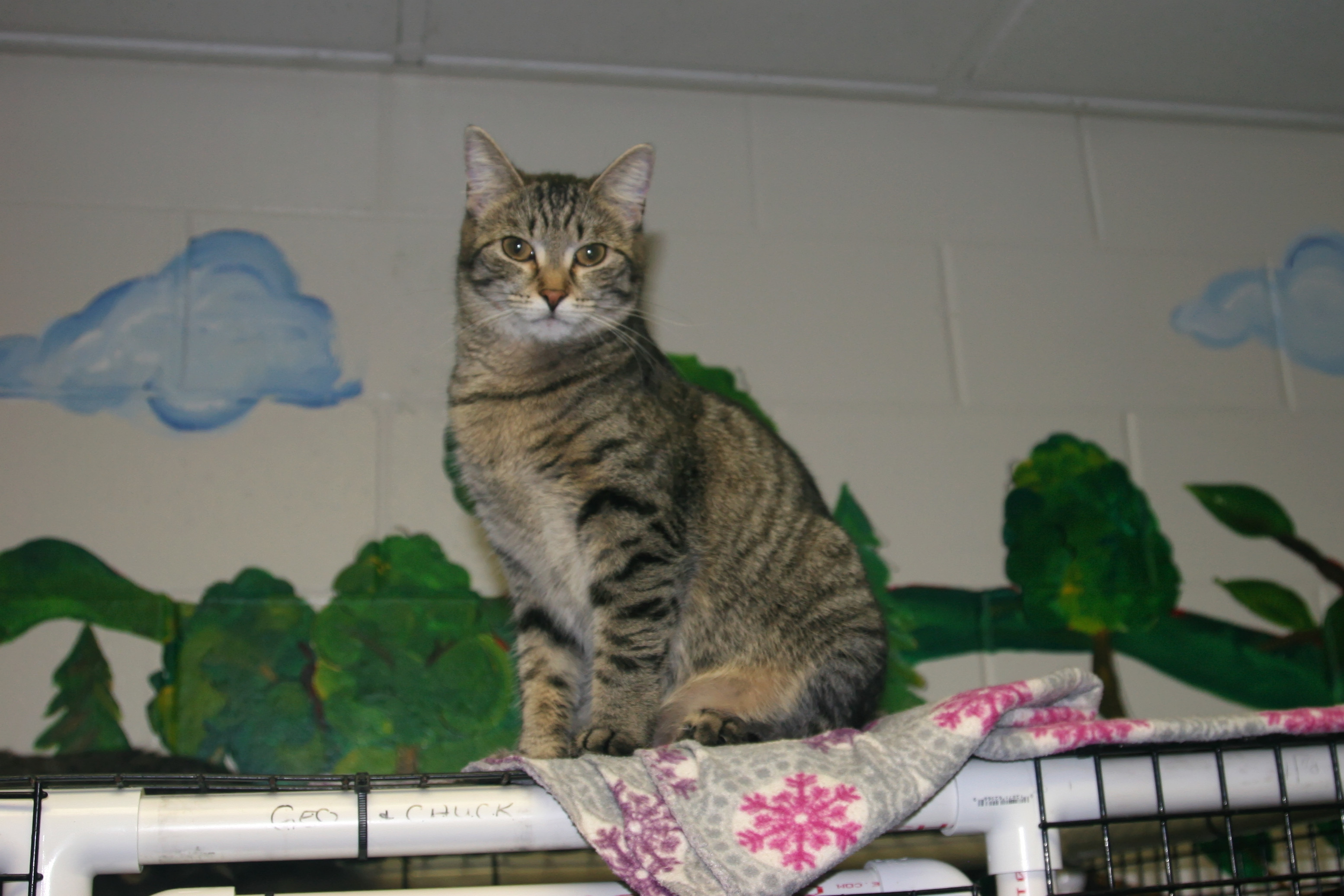Chaz, an adoptable Domestic Short Hair, Tiger in Urbana, OH, 43078 | Photo Image 5
