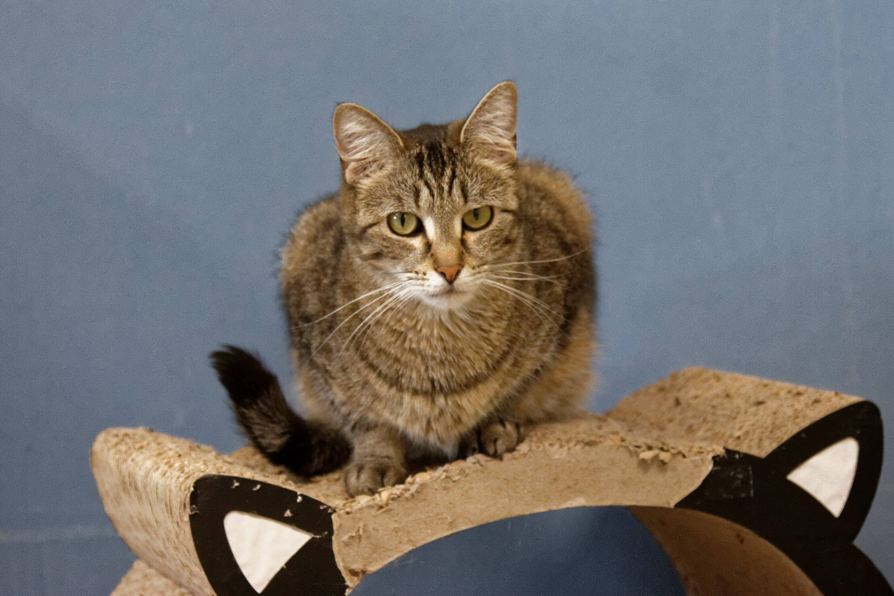 Chaz, an adoptable Domestic Short Hair, Tiger in Urbana, OH, 43078 | Photo Image 6