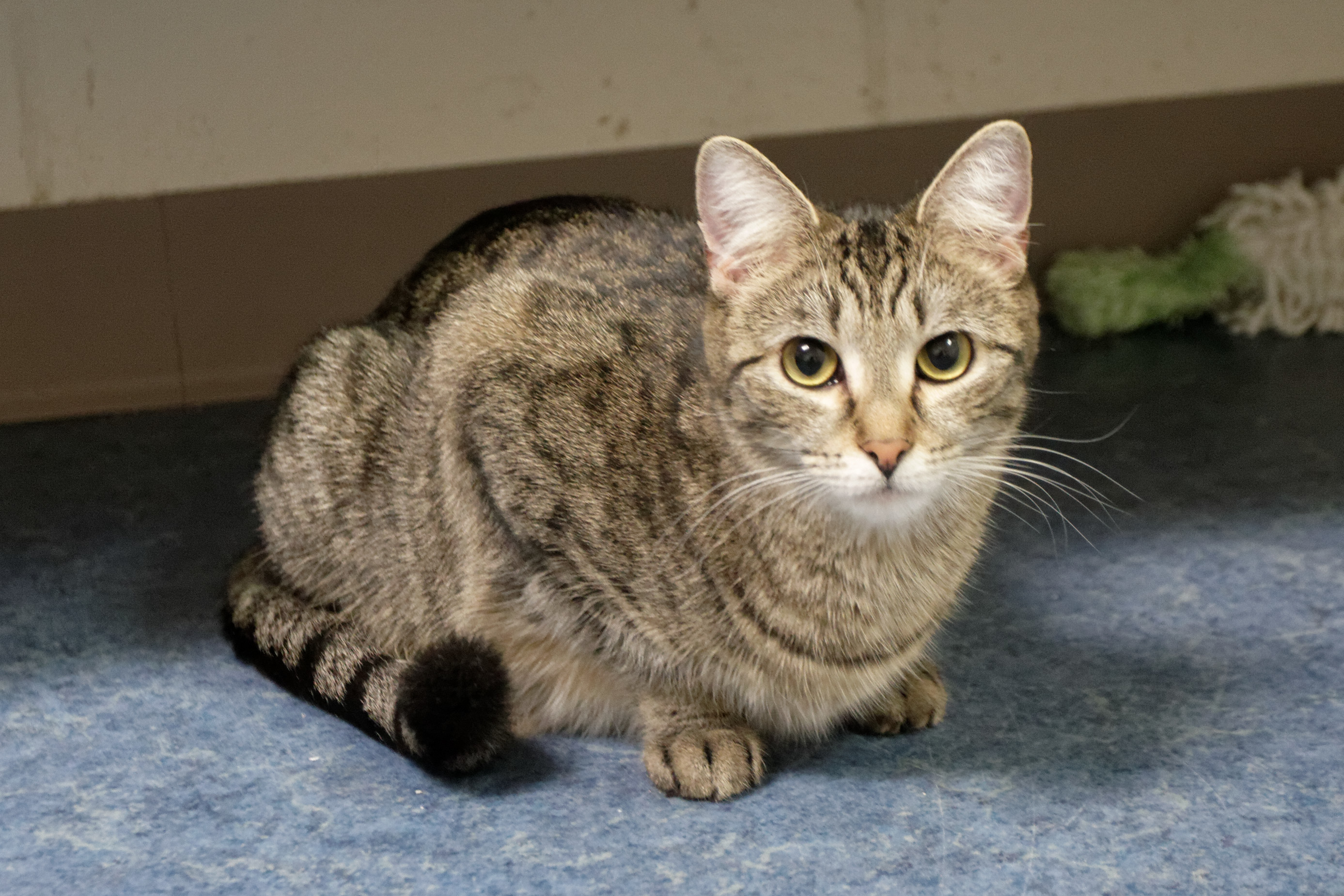 Chaz, an adoptable Domestic Short Hair, Tiger in Urbana, OH, 43078 | Photo Image 1
