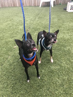 Sassy and Oscar (We're a bonded pair!)