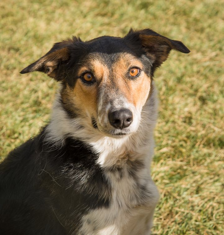 Dog For Adoption Nelson A Border Collie Australian Cattle Dog