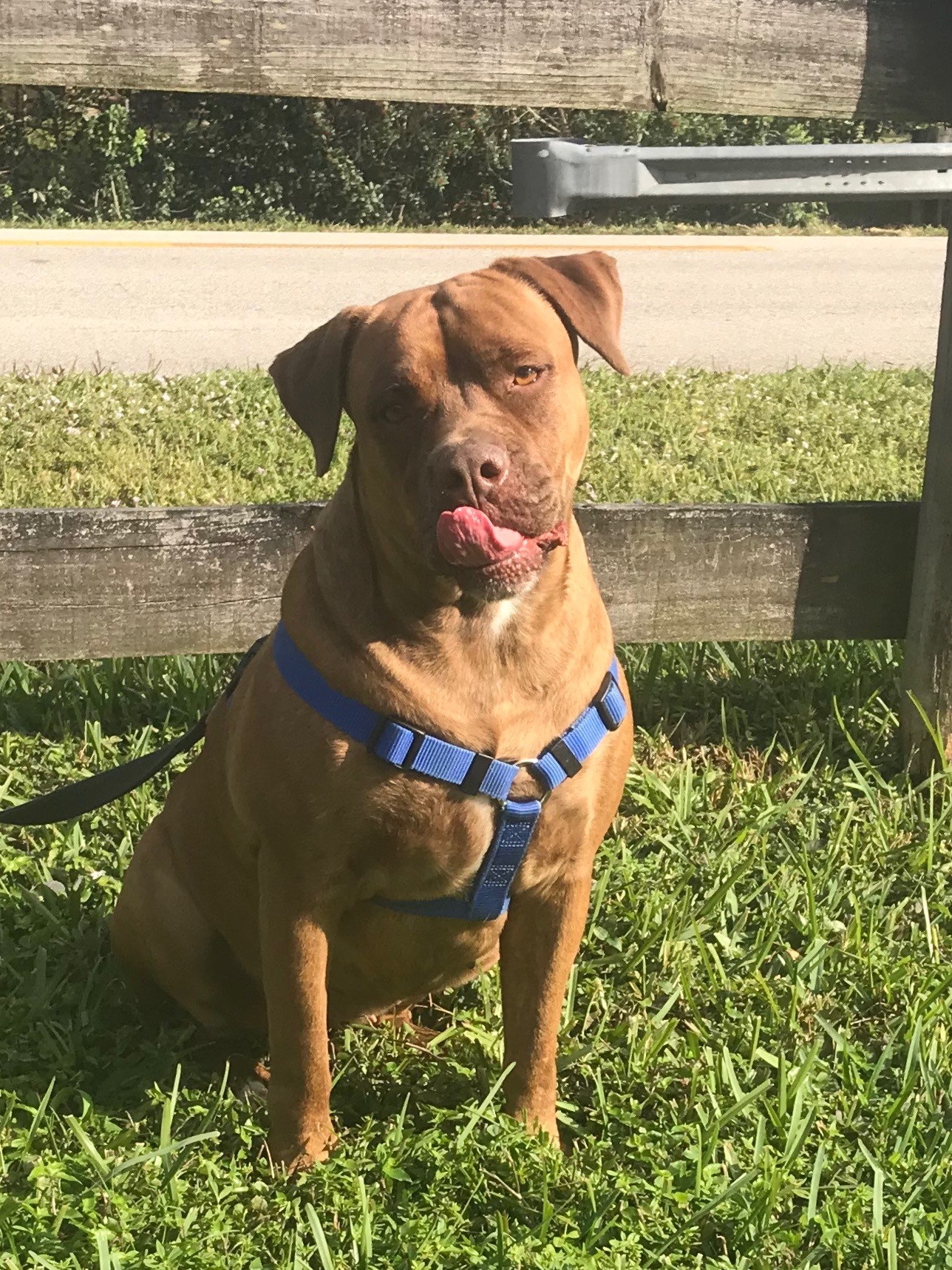 Tansy, an adoptable Dogue de Bordeaux in Davie, FL, 33328 | Photo Image 1