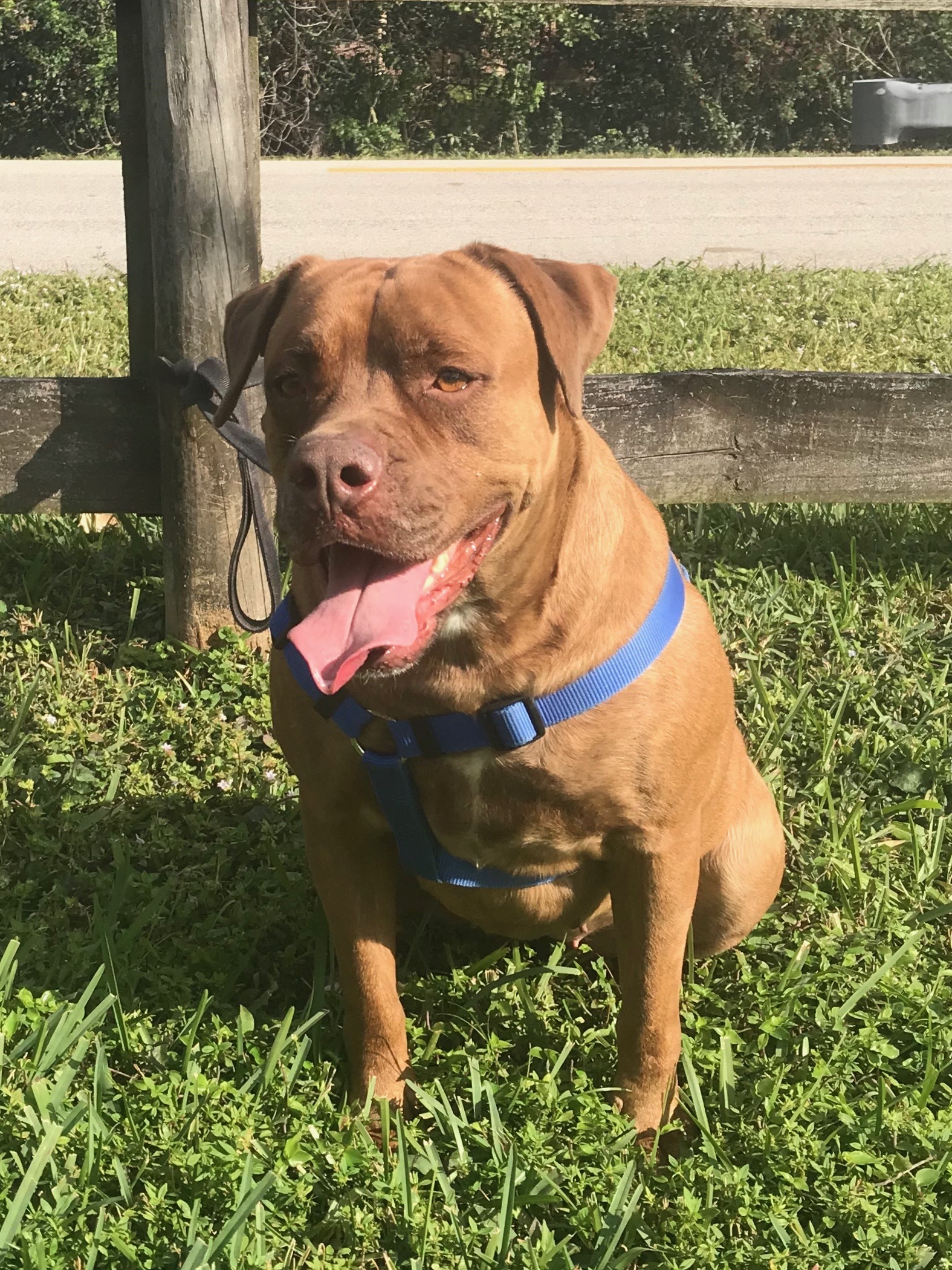 Tansy, an adoptable Dogue de Bordeaux in Davie, FL, 33328 | Photo Image 2