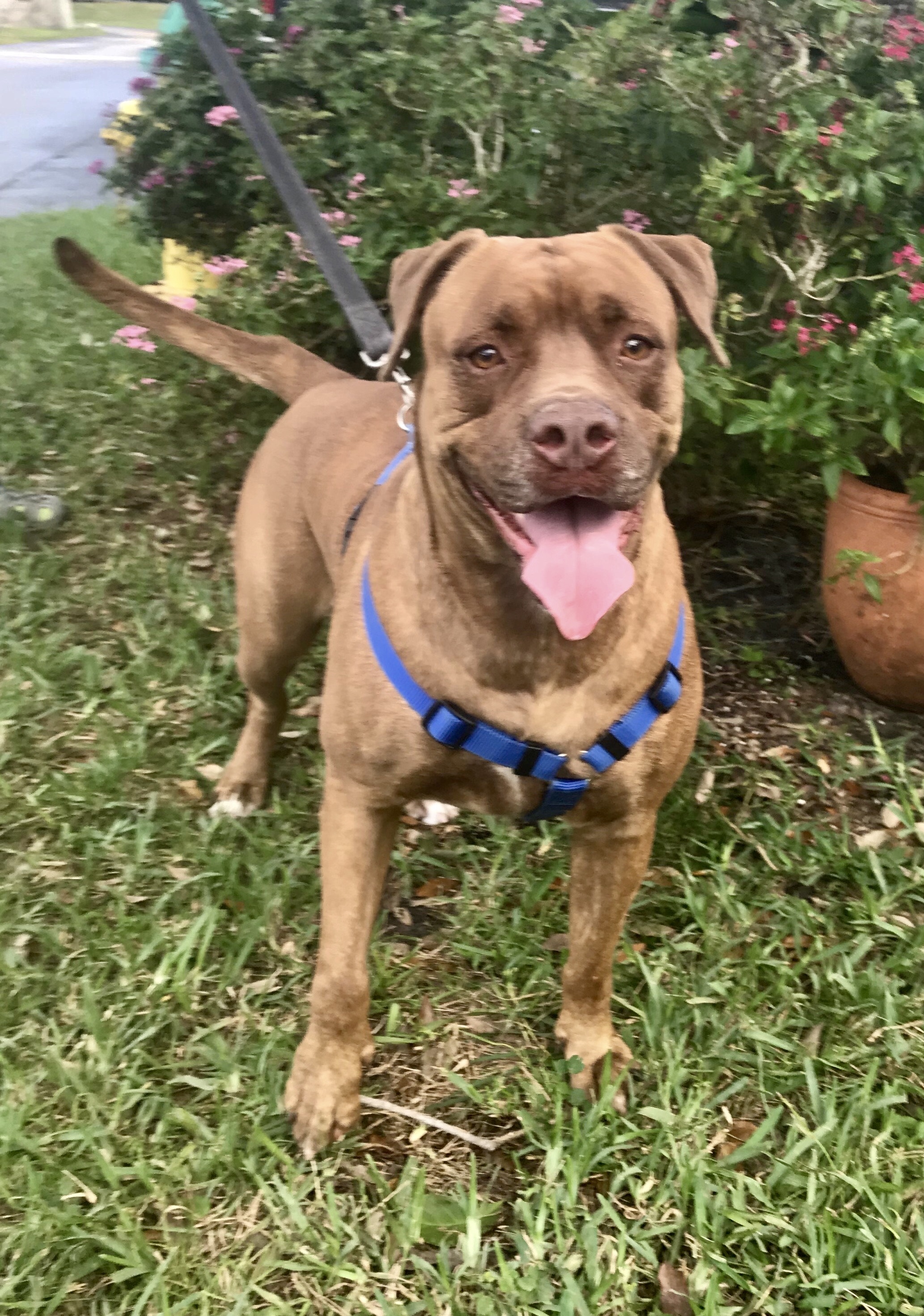 Tansy, an adoptable Dogue de Bordeaux in Davie, FL, 33328 | Photo Image 3