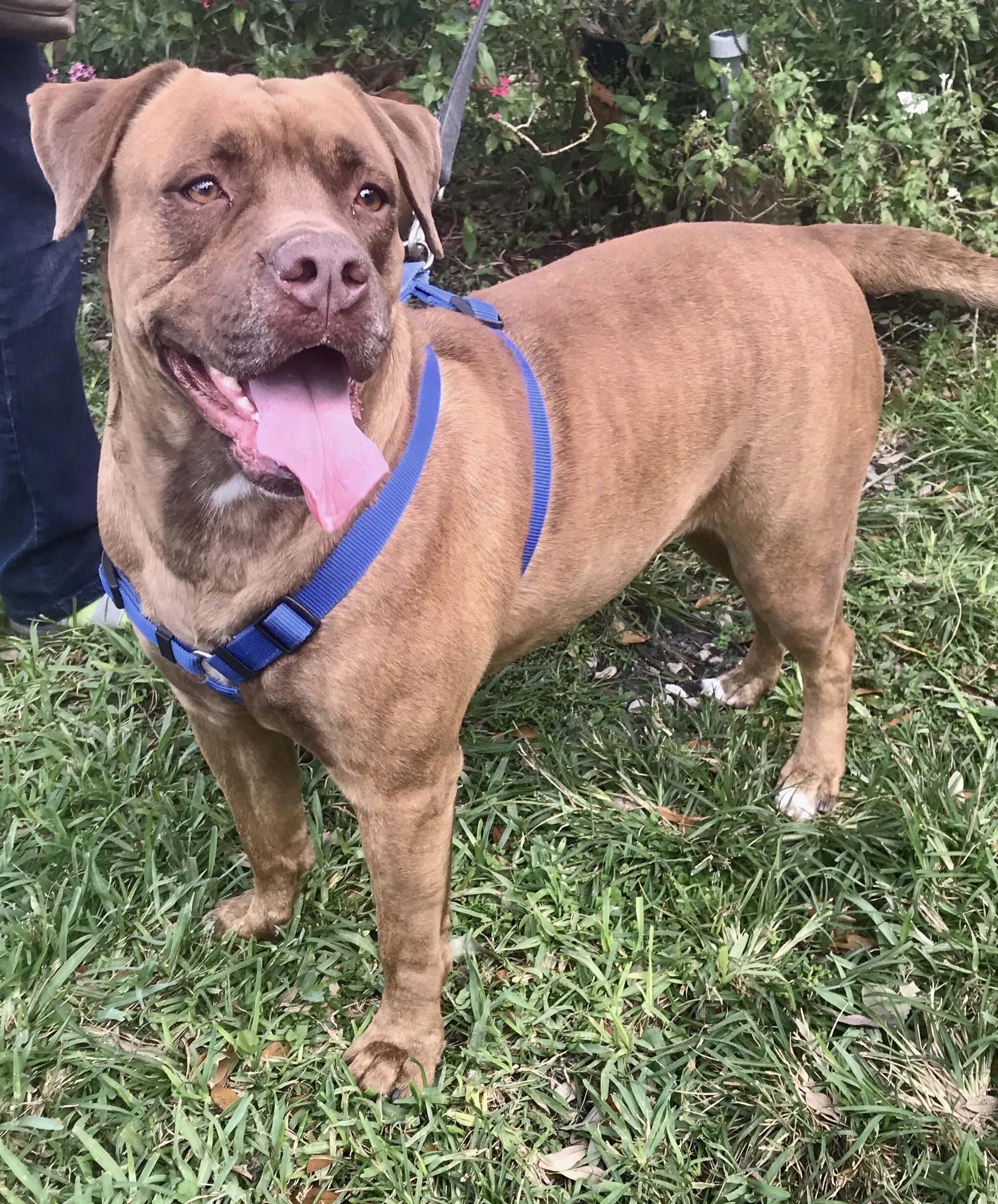 Tansy, an adoptable Dogue de Bordeaux in Davie, FL, 33328 | Photo Image 4