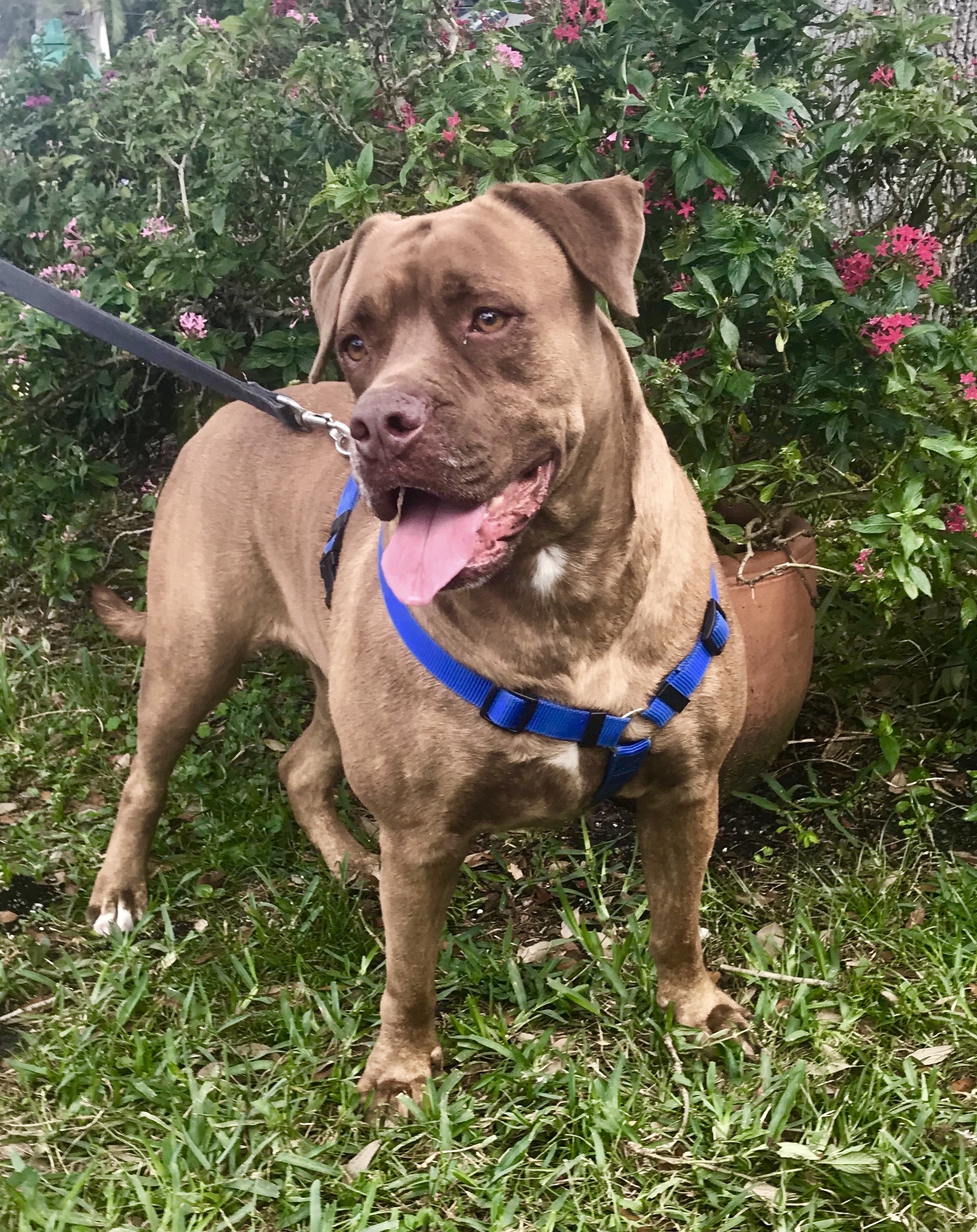 Tansy, an adoptable Dogue de Bordeaux in Davie, FL, 33328 | Photo Image 5