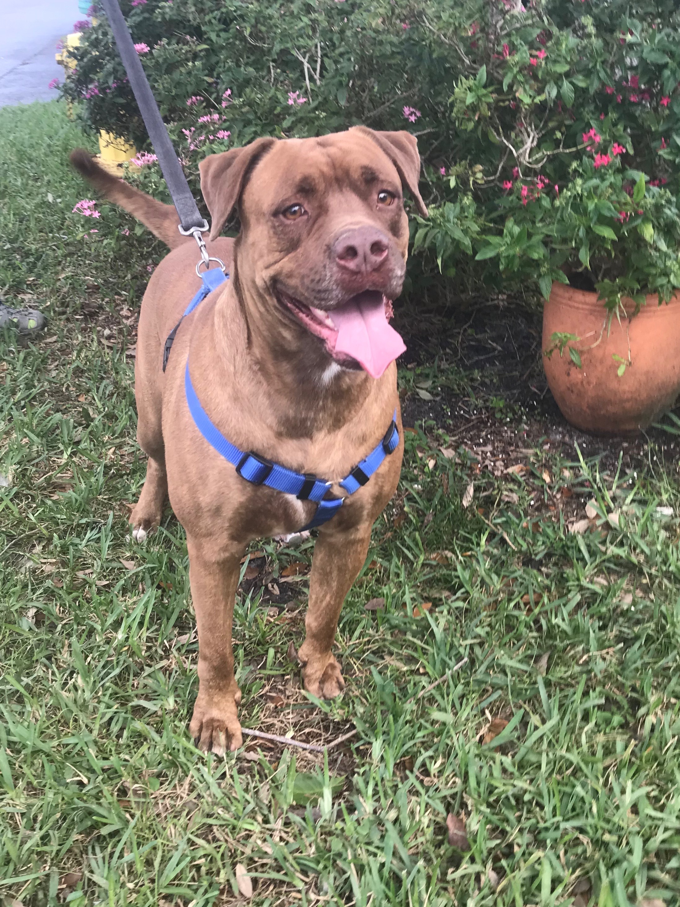 Tansy, an adoptable Dogue de Bordeaux in Davie, FL, 33328 | Photo Image 6