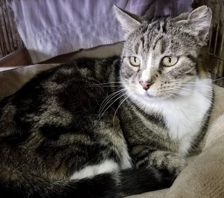 Cat for adoption - Scootie, a Domestic Medium Hair & Tabby Mix in ...