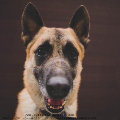 Ziggy, an adoptable Belgian Shepherd / Malinois in West Jordan, UT, 84084 | Photo Image 1