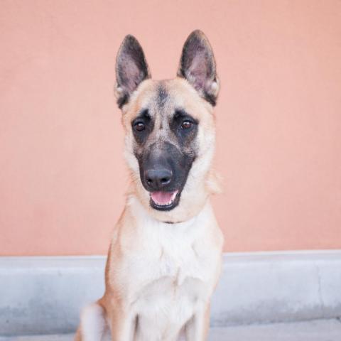 Ziggy, an adoptable Belgian Shepherd / Malinois in West Jordan, UT, 84084 | Photo Image 2