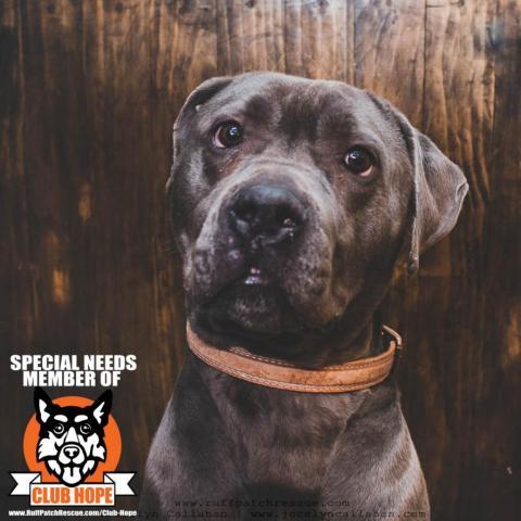 Layla, an adoptable Cane Corso in West Jordan, UT, 84084 | Photo Image 1