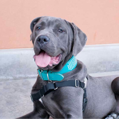 Layla, an adoptable Cane Corso in West Jordan, UT, 84084 | Photo Image 2