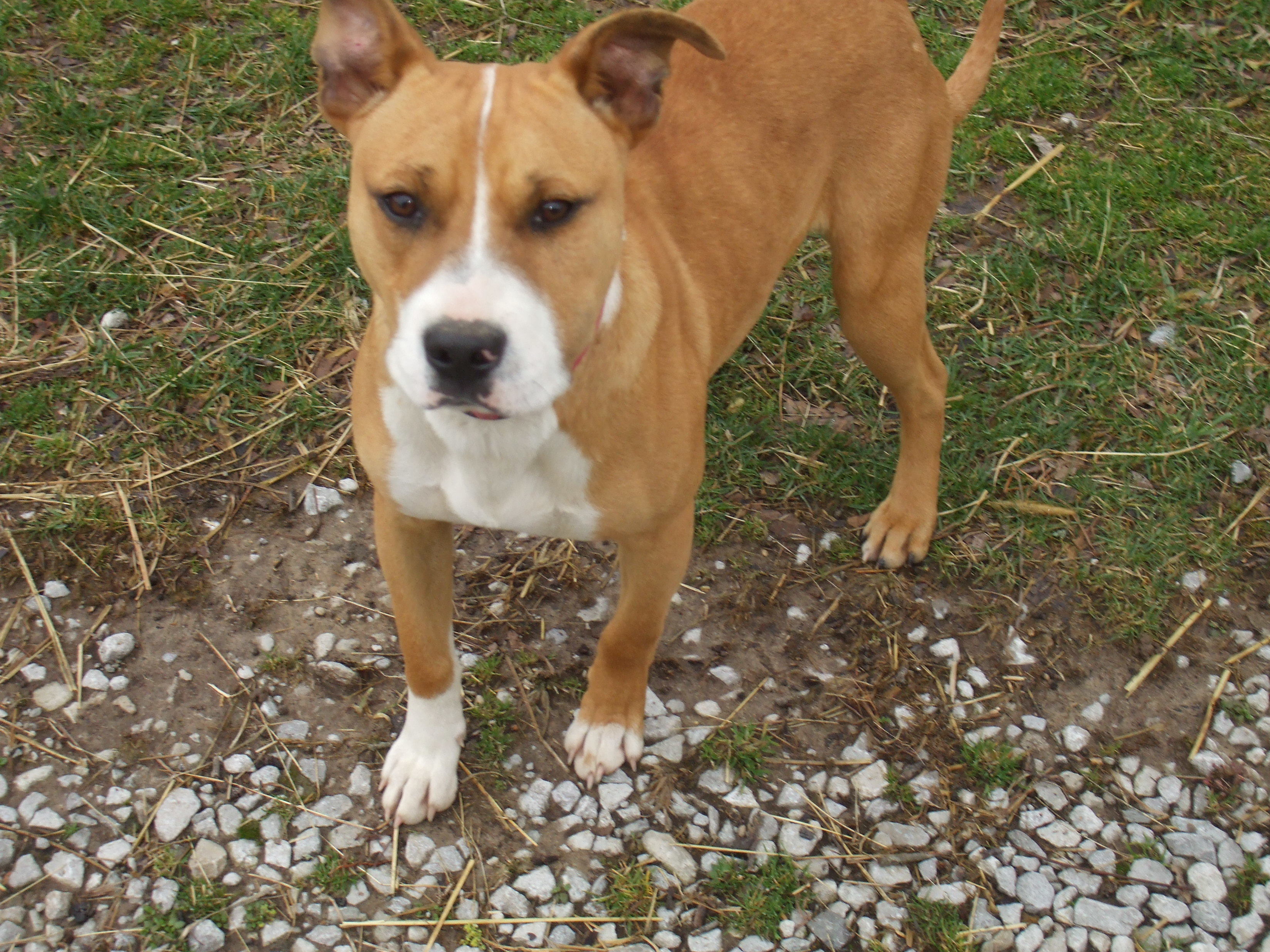 Bowser, an adoptable Boxer, Terrier in Manchester, TN, 37357 | Photo Image 1