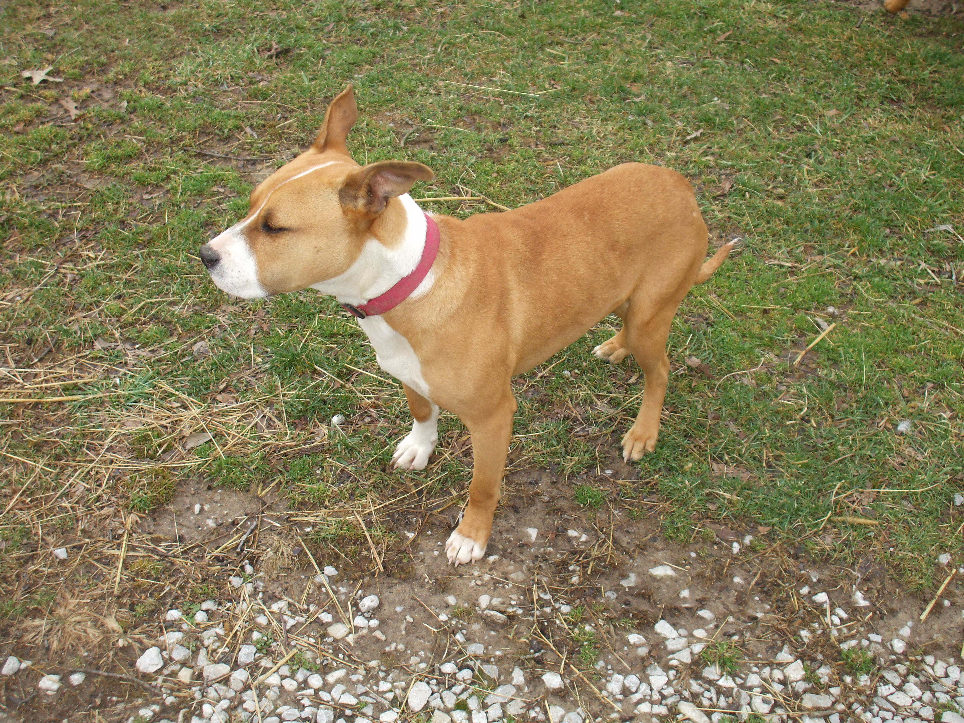 Bowser, an adoptable Boxer, Terrier in Manchester, TN, 37357 | Photo Image 2