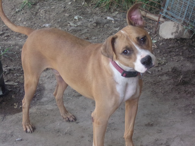 Bowser, an adoptable Boxer, Terrier in Manchester, TN, 37357 | Photo Image 3