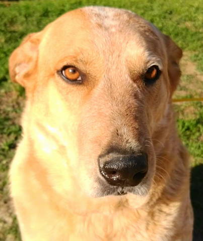 Brody, an adoptable Australian Cattle Dog / Blue Heeler in Frankston, TX, 75763 | Photo Image 1